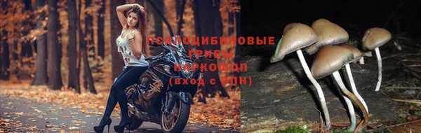 ПСИЛОЦИБИНОВЫЕ ГРИБЫ Балахна